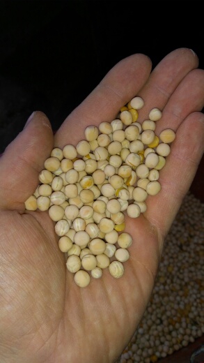 I will sell patronage peas, about 5 tons