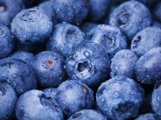 I will sell blueberries. Duke Draper Liberty Aurora straight