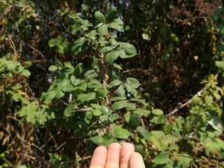 I sell wild organic blackberries hand-picked one by one
