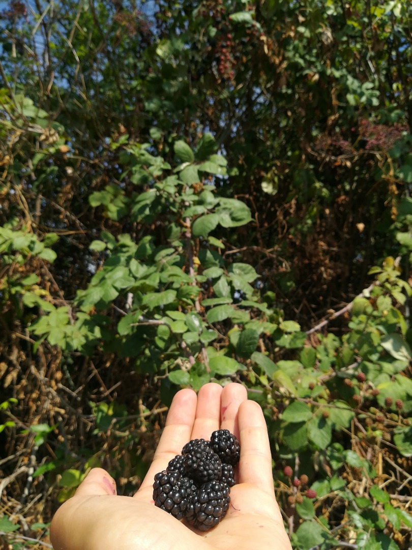 I sell wild organic blackberries hand-picked one by one from the plant