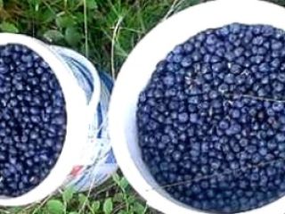 I will sell fresh blueberries from the Jizera Mountains,