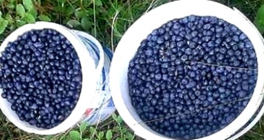 I will sell fresh blueberries from the Jizera Mountains, harvested every day