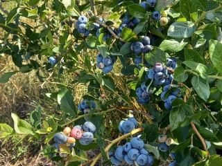 Hello, I am selling blueberry fruit. Chandler, Duke, Bluecrop