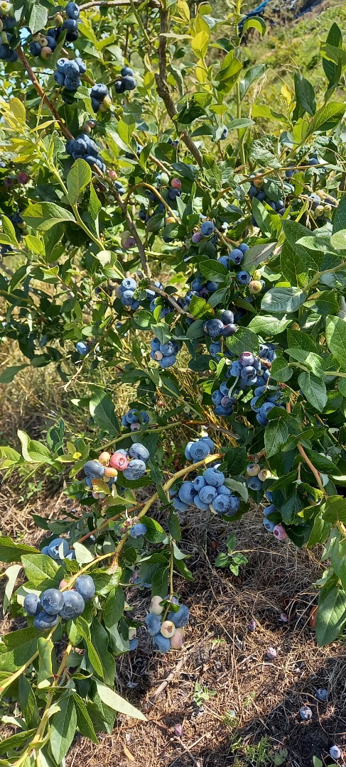Hello, I am selling blueberry fruit