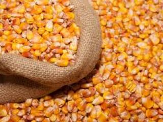 New crop 2022 Expect up to 2000t for sale