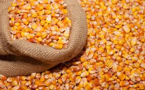 New crop 2022 Expect up to 2000t for sale in big bags transport in trucks or rail