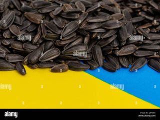 Harvests 2021 in stock 300t New harvest: 1200t Sunflower