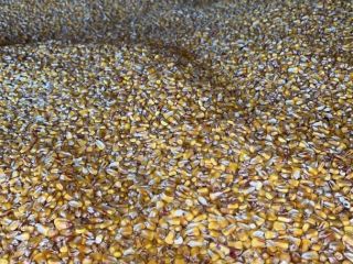 I am selling 10 tons of pioneer corn quality