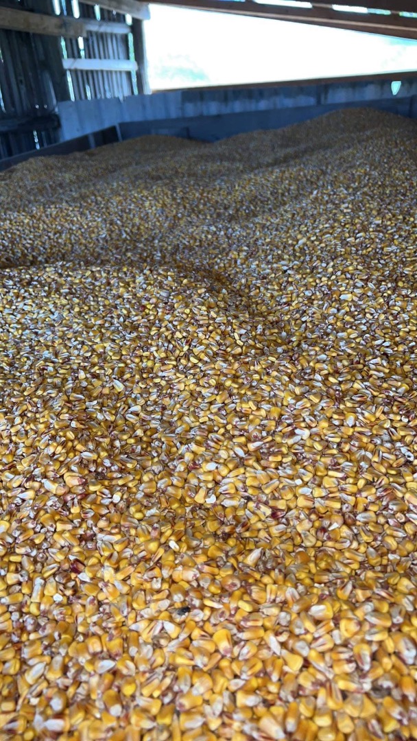 I am selling 10 tons of pioneer corn quality 1!