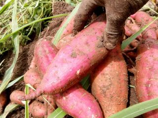 Complete Farmer offers high-quality Fresh Sweet Potatoes sourced from