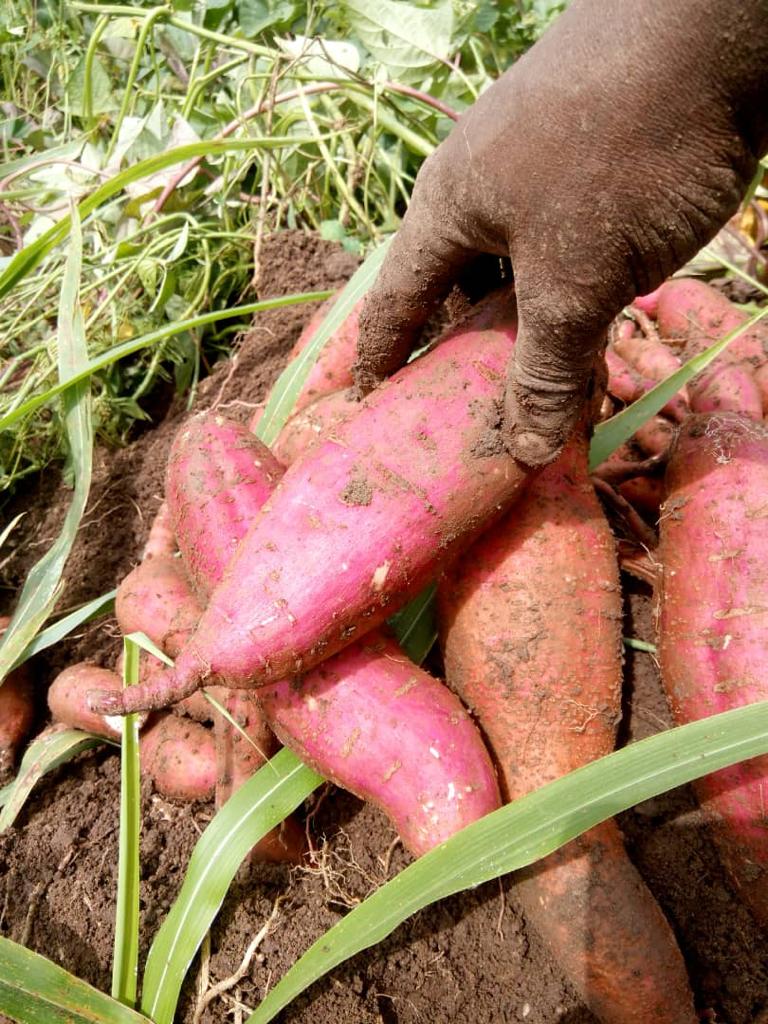 Complete Farmer offers high-quality Fresh Sweet Potatoes sourced from Ghana Sweet Potato is one of the products that have a big potential for growth in the