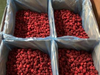 In stock we have Raspberry polo-fabricated, packed in 10kg