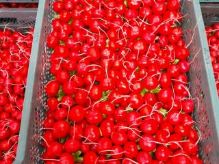 I will sell large quantities of radish. Tunnel radish,