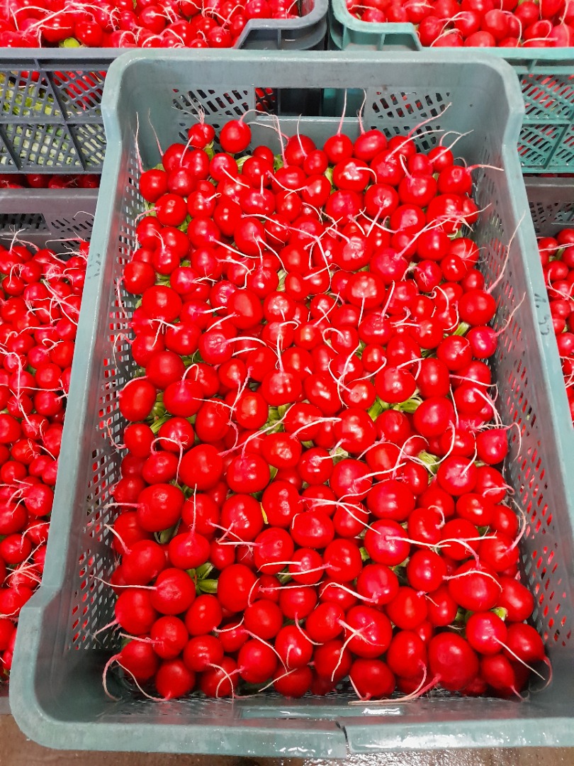 I will sell large quantities of radish