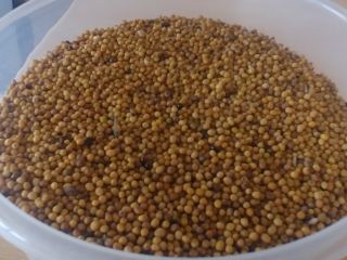 Yellow mustard, yellow, dry, clean grain with good germination