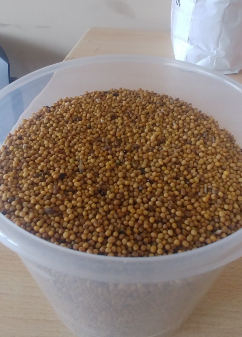 Yellow mustard, yellow, dry, clean grain with good germination power, harvested in 2021