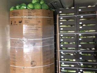 We offer cabbage caliber 1,5-3,5 kg. Typical market size.