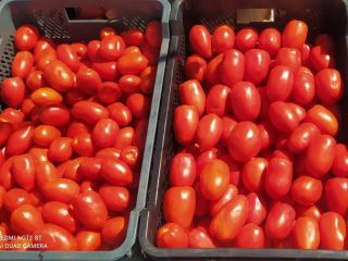 I will sell tasty Lima tomatoes