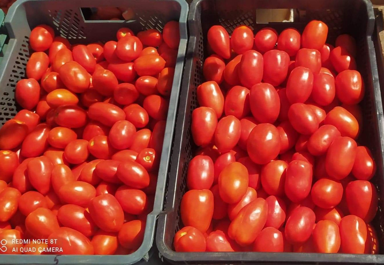 I will sell tasty Lima tomatoes