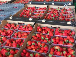 Wholesale quantities of San Andreas dessert strawberries for sale.