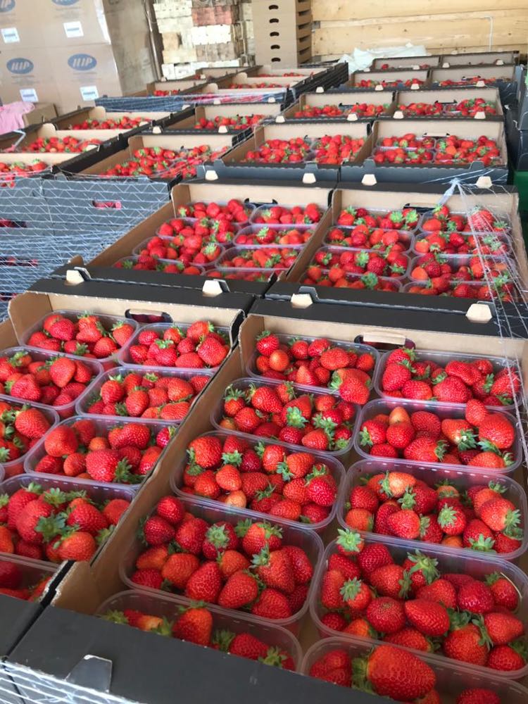 Wholesale quantities of San Andreas dessert strawberries for sale