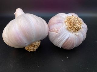 Organic garlic from our own breeding Still 500kg in