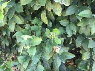 20-30 tons lemons cut on last week of august