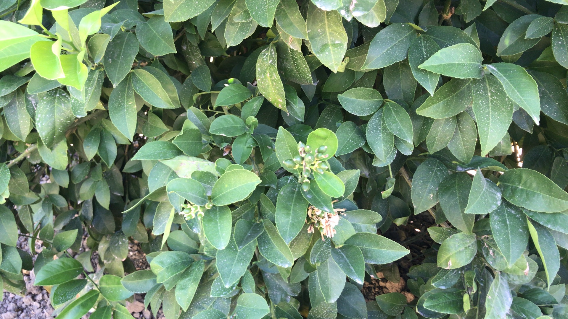 20-30 tons lemons cut on last week of august then 120 tons early november