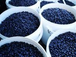 Wild blueberries brought from the small mountain organically picked