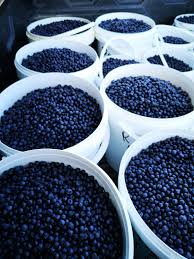 Wild blueberries brought from the small mountain organically picked and picked by hand in large quantities
