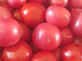 I will sell ground tomatoes, price 4 PLN per