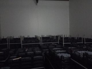 Juicy blueberry in full truck loads. Pickup in person: