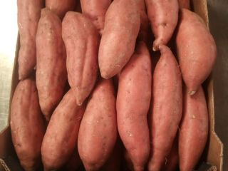 Egyptian Sweet Potato from HNTS Group. Sizes: M, L1,