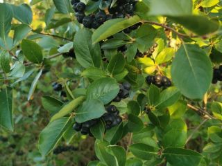 Hello. I will sell fresh chokeberry fruit. The plantation