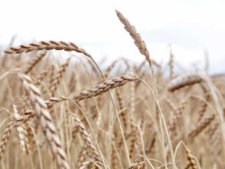 I will sell about 6 tons of spelled wheat