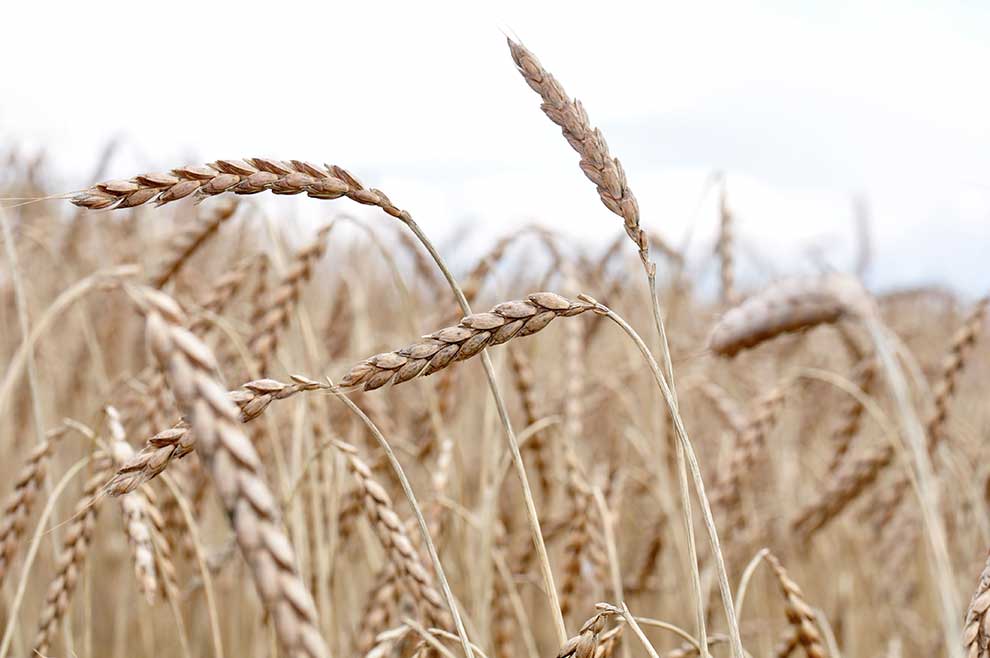 I will sell about 6 tons of spelled wheat Witras variety (not hulled) Certificate