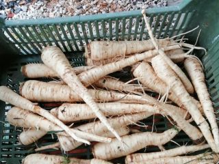 I will sell fresh parsnips 5 zlotys per 1