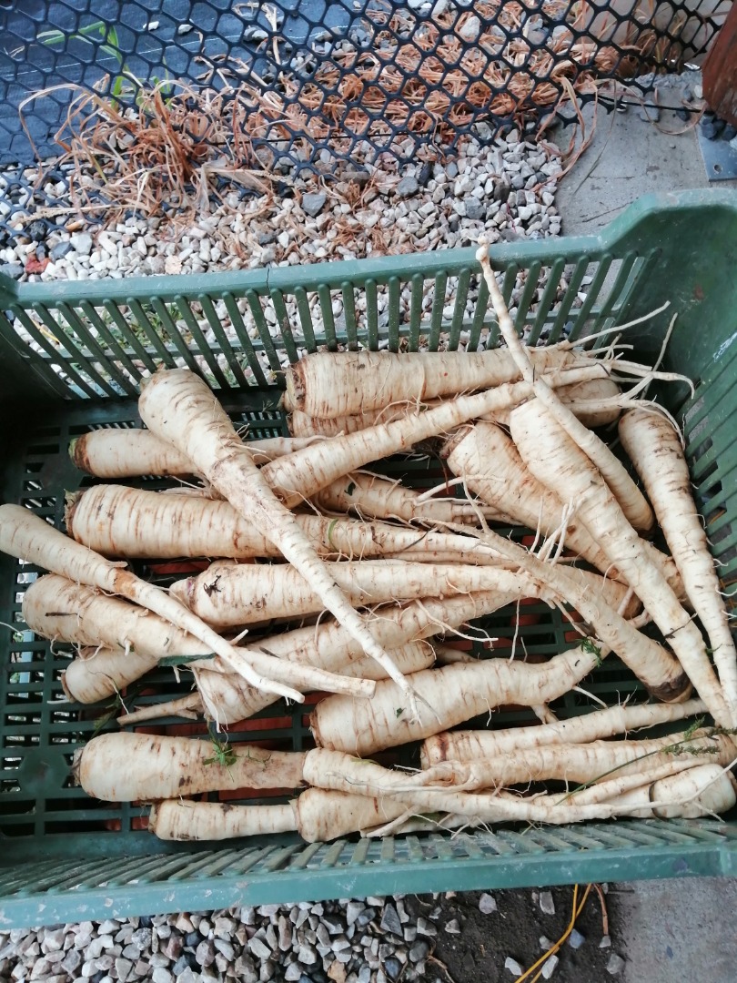 I will sell fresh parsnips 5 zlotys per 1 kg