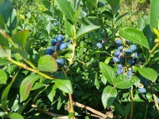 American blueberry for sale. Freshly torn today.