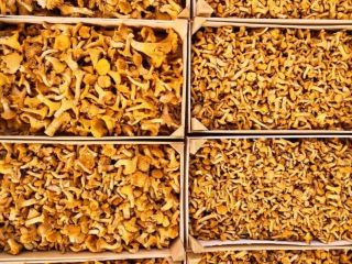 we offer Fresh Chanterelles weekly! We do sorting in