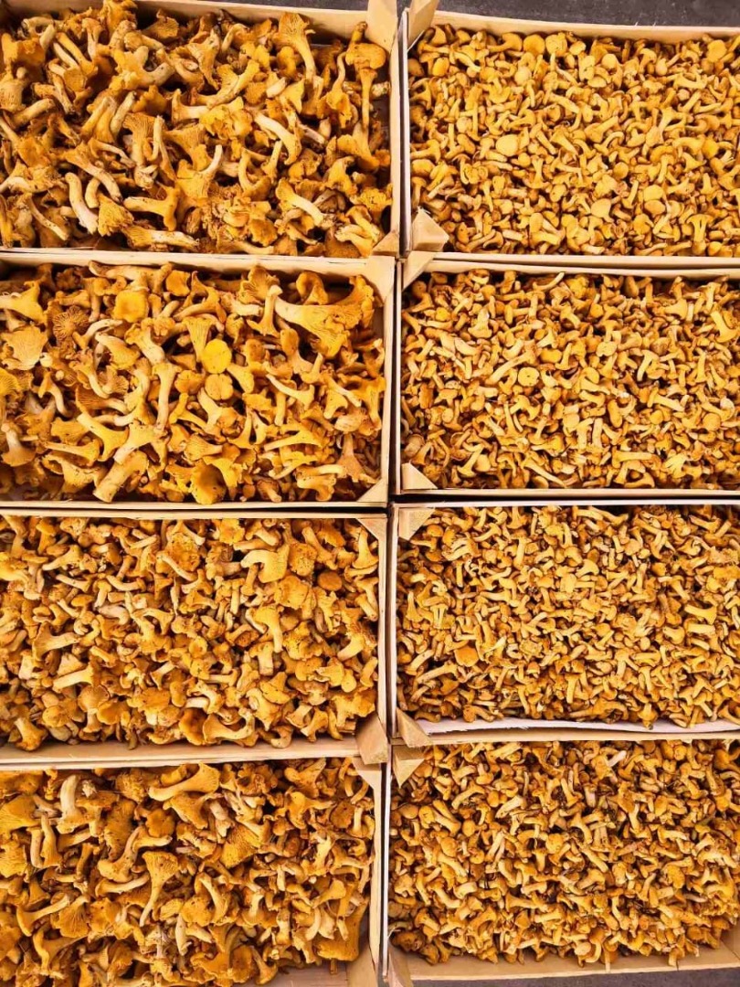 we offer Fresh Chanterelles weekly! We do sorting in ur factory in Lithuania, we can prepare the product following your needs! We are looking for partners all