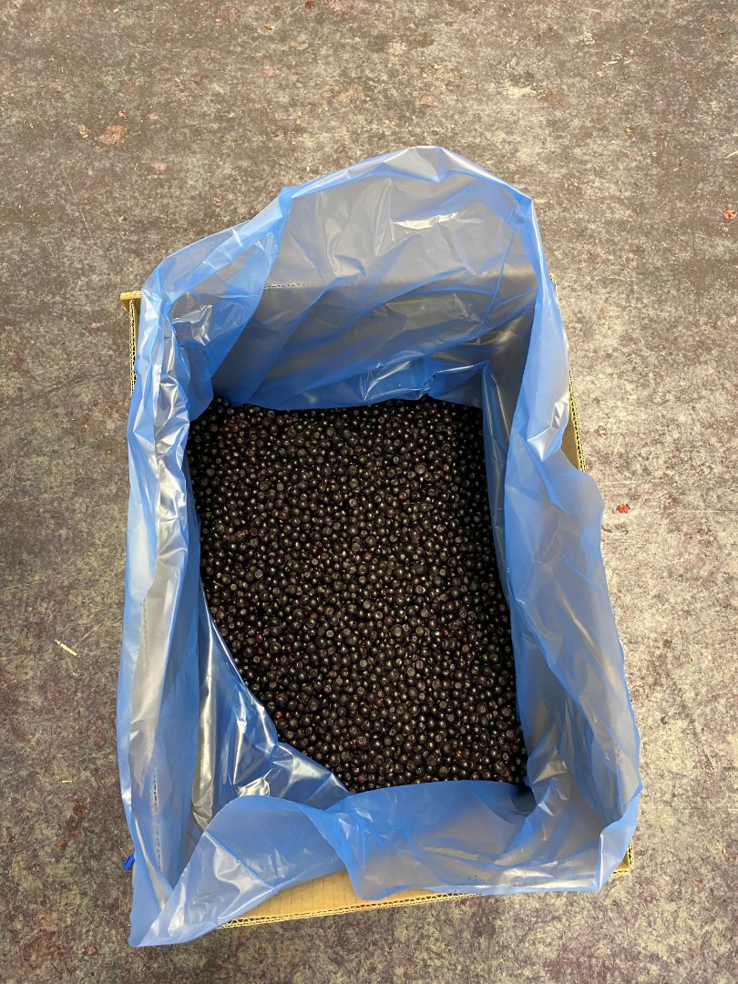 IQF frozen wild blueberry is available! Please contact us for offers!