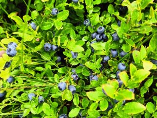 I will sell fresh blueberries straight from the forest,