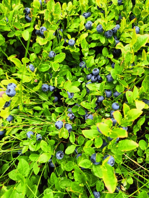 I will sell fresh blueberries straight from the forest, the price is PLN 20 per liter, for larger quantities the price is PLN 18, we also sell PLN 27 per kilo