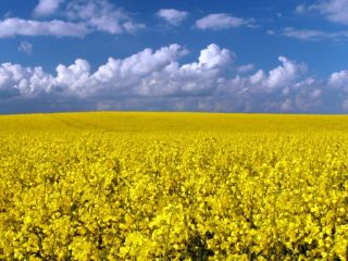 Our company "MEGABUD" (Ukraine) is ready to offer you