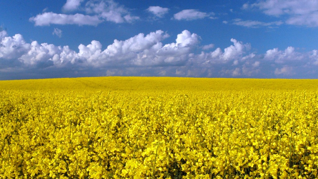Our company "MEGABUD" (Ukraine) is ready to offer you cooperation in the direction of supply of an agricultural oil crop - rapeseed