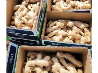 Szybkie szczegóły Styl: świeży, organiczny Rodzaj: imbir Odmiana: imbir