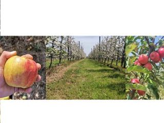 Hello ,we are apple producers from Bulgaria. Our garden