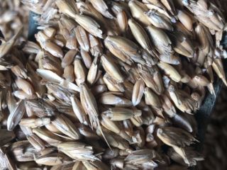 I will sell about 15 tons of spelled. Clean,