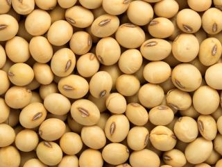 We are bulk exporters and suppliers of Bénin Soybean